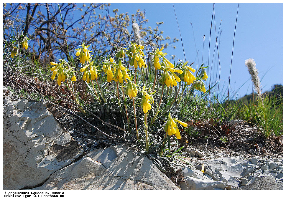 ������, ������������, ���, ���������, ������������, ���, �����, �������, ������������, �����, �������������, �������������, ����, �����, �����, ��������, �������, �����, ����������, ���������, ���������, ��������, ����, �����������, �����������, ��������, ������, ������������, ��������, ������������, �������, ������, ����, ������, ������ ��������, �����, ���������� ��������, ������������ ��������, ������������ ��������, ������, �����, XYZ, ������������, Boraginaceae, ������ ������������, Onosma polyphylla, Onosma polyphyllum