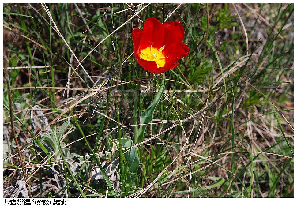 ������������� ����, ������, ������, ����������� ������, �������,
�������, ������, ��������, ��, �������, �������, �������, �������������, ���������, ��������, ���, �������, �����, ������, ��������, �����, tulipa, shrenckii, liliaceae, ������ ��������, �����, ���������� ��������, ������������ ��������, ������������ ��������, ������, �����, XYZ, ��������, Liliaceae, ������� �������, ������� ��������, ������� ������, Tulipa gesneriana, Tulipa schrenkii, Tulipa suaveolens, Tulipa gesneriana var. minor, Tulipa gesneriana ssp. schrenkii