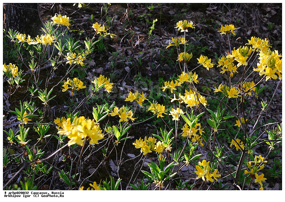 ������������� ����, ������, ������, ����������� ������, �������,����������� ����� � �����������, ��������� ��������� ������� 2�4 �,��������,���������,����������,���������,������,�������,������,����,������������,���,������,������, ������ ��������, �����, ���������� ��������, ������������ ��������, ������������ ��������, ������, �����, XYZ, ����������, Ericaceae, ����������� �����, Rhododendron luteum, ���������, ����������, ������������ ��������, ������������ ��������, ������������, ������������ �����������, �����������, ������������, ���������, �����, ����������