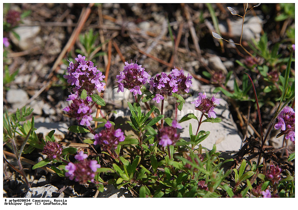 ������������� ����, ������, ������, ����������� ������, �������, Labiatae, Lamiaceae, Thymus markhotensis, XYZ, �����������, ������ �����������, ������ ����������� (���. Thymus markhotensis) � ��� ����������� ��������������� �� ���� ������ ��������� ����������, ������ �����������, ����������, �������������, ���������� ������ ������� �� �������� � �� ���������, �����������, ������������, ������� ����� ��������, ��������, ����������, ����������; ������ ��������-�������, ������ ��������, ����, ����� ������� �� ��������� �������� ������������� ���������. ������ ������������-�������������, ������������ ��������, ������������ ��������, ������ 10 � 20 �� � ������� �� 5 ��, ���������, ������, �����, ��������, ���������, �������� �� ��������, ���� �����������������, ����, �����������, �����, ���, ��������, �����������, �������� ������ ����������, ��������� ������������. ������ � �������� ������������-����������, ���������������, ���������, ��������, ��������, �������, � ����������� ������������ ��������; ������� �� 4 �� �����, ������ ���������. ����� � ���, ������ ��������������, ����� � ������ ������� �������� ���������, ����������, ����������, ���������� ��������, ���������, �������� ������������� ���������� ��������, ������ ����������, �������, ������, �����, ������, �������� ������ �������� � ������ ��������, �����, ���������, ������, �����, ���, ������, �����, ������, ��������, ��������������, ����������� ���������������. ������ �� 20 ��, ������