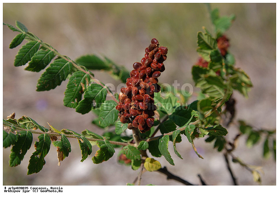 ������������� ����, ������, ������, ����������� ������, �������, ������ ��������, �����, ���������� ��������, ������������ ��������, ������������ ��������, ������, �����, XYZ, ������������, ���������, Anacardiaceae, ����� ���������, ����� ����������, Rhus coriaria