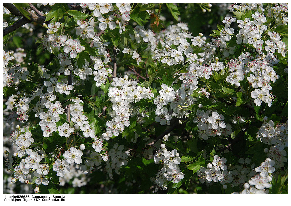 ������������� ����, ������, ������, ����������� ������, �������,���́������ (���. Crataégus) � ��� �����������, ����� ��������������� ������� ����������� ��� ��������� ��������, ����������� � ��������� ������� (Rosaceae). ������ ������������ ��� ������������ � ������������� ��������. ����� ������������� � ����.