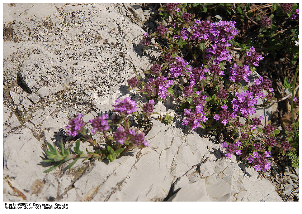 ������������� ����, ������, ������, ����������� ������, �������, Labiatae, Lamiaceae, Thymus markhotensis, XYZ, �����������, ������ �����������, ������ ����������� (���. Thymus markhotensis) � ��� ����������� ��������������� �� ���� ������ ��������� ����������, ������ �����������, ����������, �������������, ���������� ������ ������� �� �������� � �� ���������, �����������, ������������, ������� ����� ��������, ��������, ����������, ����������; ������ ��������-�������, ������ ��������, ����, ����� ������� �� ��������� �������� ������������� ���������. ������ ������������-�������������, ������������ ��������, ������������ ��������, ������ 10 � 20 �� � ������� �� 5 ��, ���������, ������, �����, ��������, ���������, �������� �� ��������, ���� �����������������, ����, �����������, �����, ���, ��������, �����������, �������� ������ ����������, ��������� ������������. ������ � �������� ������������-����������, ���������������, ���������, ��������, ��������, �������, � ����������� ������������ ��������; ������� �� 4 �� �����, ������ ���������. ����� � ���, ������ ��������������, ����� � ������ ������� �������� ���������, ����������, ����������, ���������� ��������, ���������, �������� ������������� ���������� ��������, ������ ����������, �������, ������, �����, ������, �������� ������ �������� � ������ ��������, �����, ���������, ������, �����, ���, ������, �����, ������, ��������, ��������������, ����������� ���������������. ������ �� 20 ��, ������