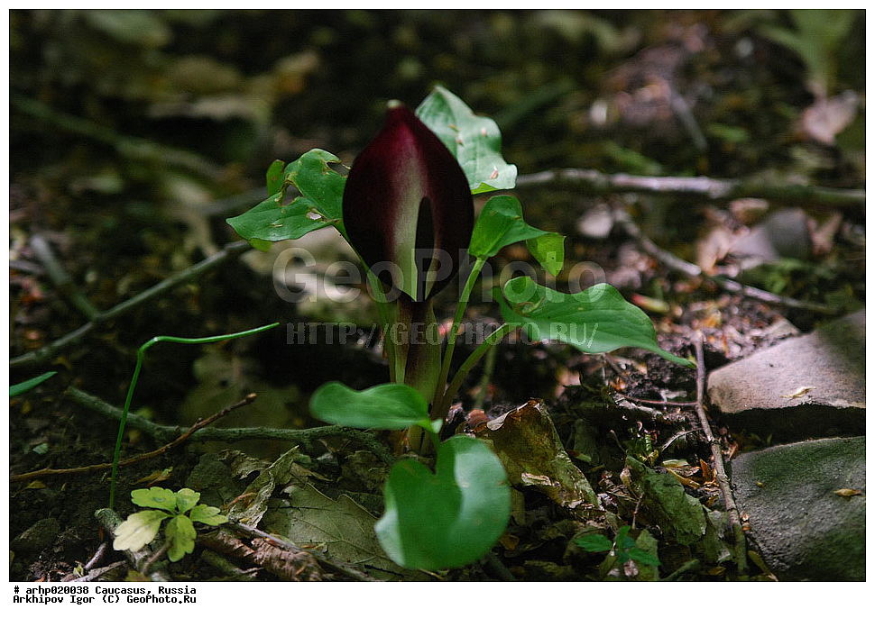 ������������� ����, ������, ������, ����������� ������, �������,������� � ����������� ����������� �������� ��������� ��������. �������� ���������� �������, ��������,