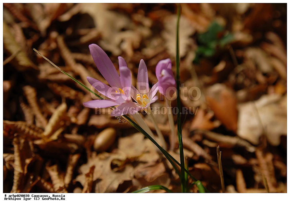 ������������� ����, ������, ������, ����������� ������, �������,������������ �������
��������� �������� � LILIACEAE
������������ ������� Colchicum umbrosum Stev.
������ ���������� ������������-���������� ���.
����������� �����������, � �������� ��������� �� 15, � � ������������ �� 28 �� ������. ������� 3�5, ��� ����� ��������-����������� �����, �����, �������� ������������, �� 15 �� ����� � 20 �� ������. �������� ����� ����������, ������� ������������ ��� ���������, �� 2 �� � ��������, ��������� ������������, ����������, ������������ � ������� ������ ������. ������ ������� ��� ������-����������,