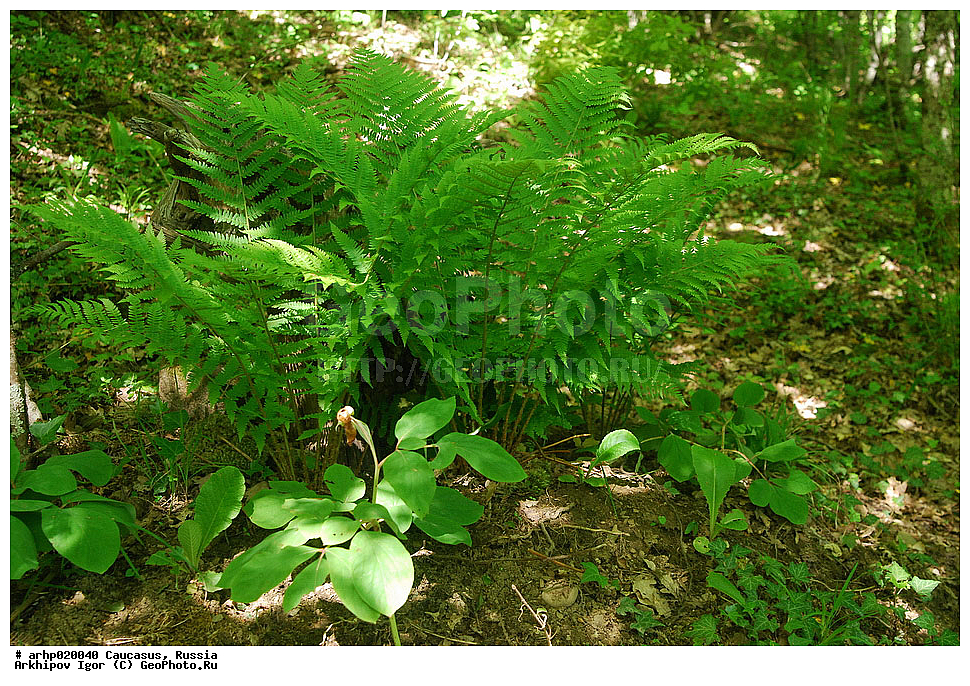 ������������� ����, ������, ������, ����������� ������, �������