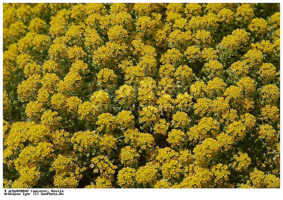 ������������� ����, ������, ������, ����������� ������, �������