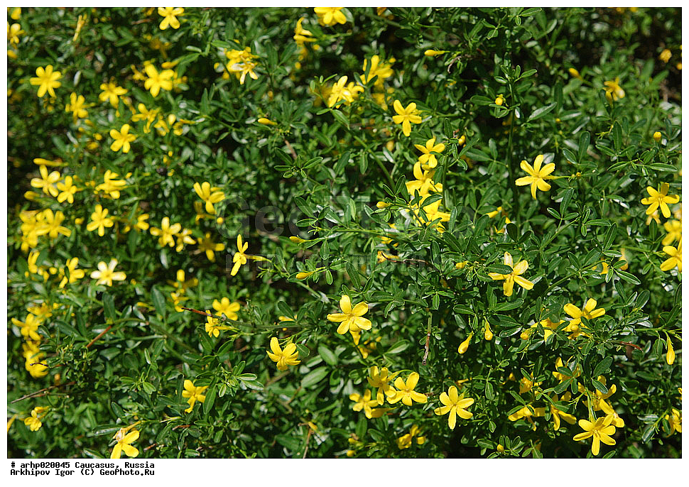 Jasminum fruticans, Oleaceae, XYZ, ������ �����, ������ �������������, ���������, ����������, ����������, ������ ��������, ��� ����������� �����-������), ������������ ��������, ������������ ��������, ������ ����������� ���������� ���� ������ (���. Jasminium) ��������� ���������� (���. Oleaceae)������ ������������� � ������ ��������� ������, �� ���������� ����������� �������, ���������� ������������� �������, ������������ ������ ����� ����������. ����� �������� ��� �������� ���������. ������������ �� �������, �������������� ����� � ����������, ��������� ����� ���������� � ����� ��������, ���������� ��������, �����������, �����, ������, �����, �������� ����������� ����������� ������� (��� ��� �������������, �����́� �����́�������� (���. Jasminum fruticans) � �����������, XYZ, ����������, ���������, Oleaceae, ������ �������������, ������ �����, Jasminum fruticans