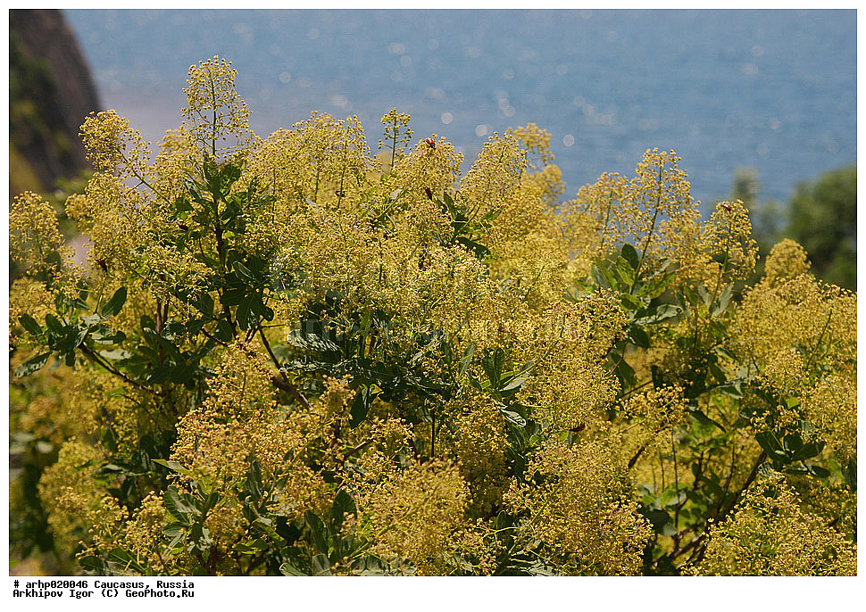  ���́���� (���. Cotinus) � ��� ����������� ��������, ����������� ��� ��������, ��������� ���������. ��������� ��������� , �����������, ������� (Cotinus) ,���́���� ����́������, ��� ������� �����́����, ��� ������́��� ��́����, ��� �����́���� (���. Cotinus coggýgria) � ������������ ��������; ��� ���� ������� ��������� ������������, ������ ��������, �����, ���������� ��������, ������������ ��������, ������������ ��������, ������, �����, XYZ, ������������, ���������, Anacardiaceae, ������� ����������, ������� ������������, ������� ���������, ��������� ������, ���������, �����������, Cotinus coggygria 