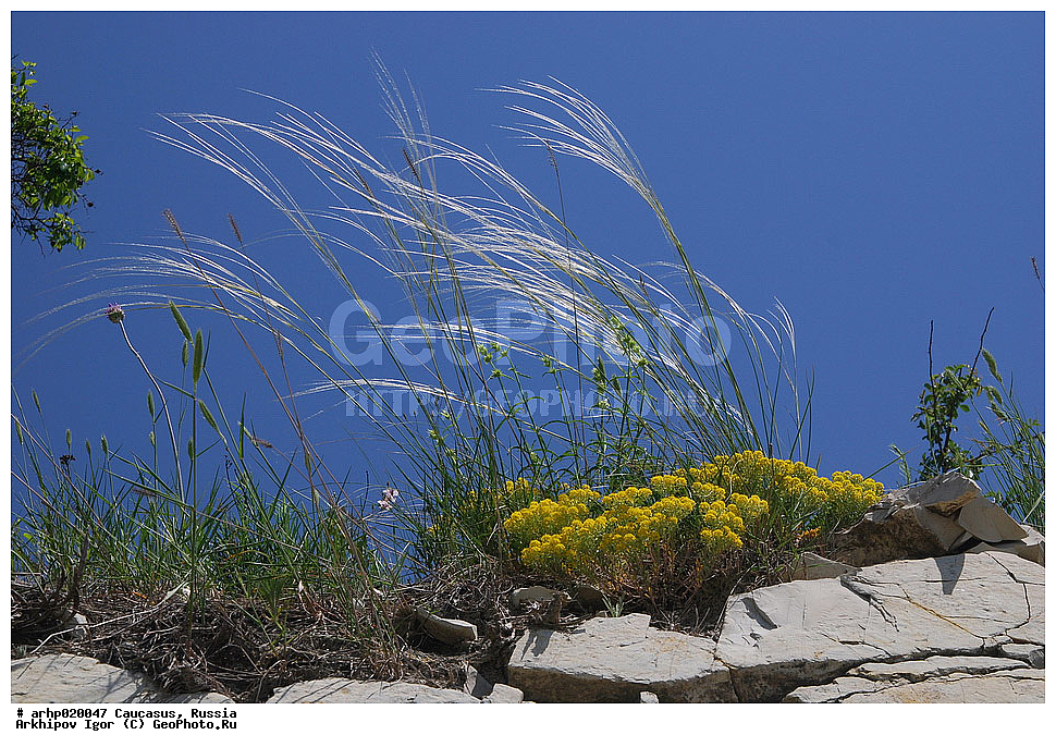 ��������� ���������ŗ �������
������ �������� (�. ������) Stipa pennata L. (S. joannis Celak.)
����������� ��� �������� ����� ������� ����.
����������� ����������� �������� 30�100 �� ������. �������� ������ ���������. ������� �����, �������, ���� ��� ������ ����� �������� ��������. ������ �����, ������ ��������, �����, ���������� ��������, ������������ ��������, ������������ ��������, ������, �����, XYZ, �����, ����������, Gramineae, Poaceae, ������ ��������, ������ ������, ������ ������������, Stipa pennata