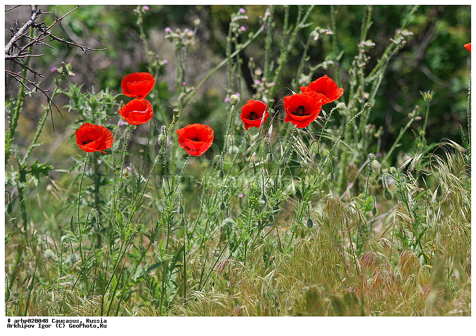 ������������� ����, ������, ������, ����������� ������, �������,��� ������́��� (���. Papáver rhoéas) � ���������� ����������� ��������, ��� ���� ��� (Papaver) ��������� ������� (Papaveraceae). ������ ��������: ��� �������, ��� �����, �������� ������.