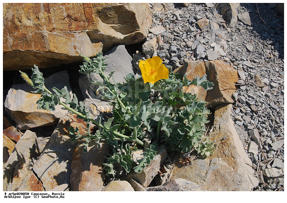 ������������� ����, ������, ������, ����������� ������, �������,����́���� �����, ��� ����́� ����� (���. Glaúcium flávum) � ��������� ����������� ��������, ��� ���� �������� (Glaucium) ��������� ������� (Papaveraceae). � ������� ����� ���� ���������� ������� ��������� ������,, ������ ��������, �����, ���������� ��������, ������������ ��������, ������������ ��������, ������, �����, XYZ, �������, Papaveraceae, ����� �����, �������� �����, ����� ������, �������� ������, Glaucium flavum