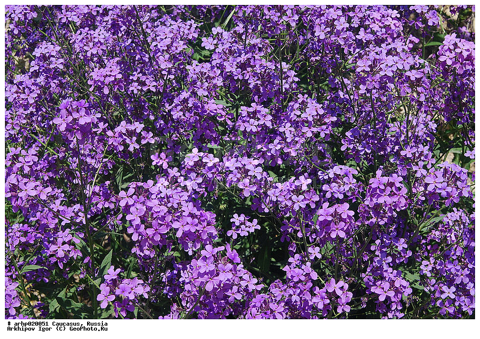 ������������� ����, ������, ������, ����������� ������, �������,������ �����