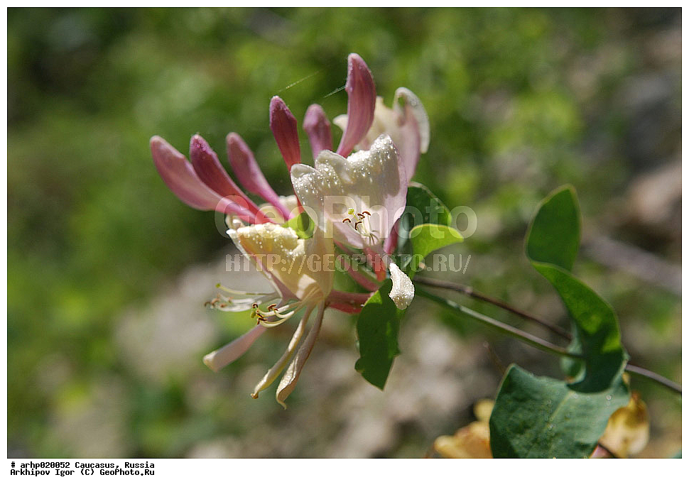 ������������� ����, ������, ������, ����������� ������, �������,
���������, ���������, �������, ��������, ��������, ���������, ������������, ���������, ��������������, ��������, ������������, caprifolium