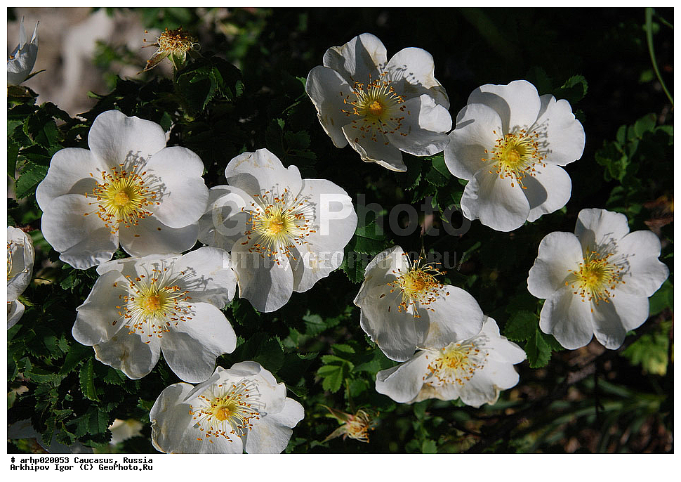 ������������� ����, ������, ������, ����������� ������, �������,����́���� (���. Rōsa) � ��� �������� ��������� ������� (Rosaceae) ������� ����������� (Rosales).