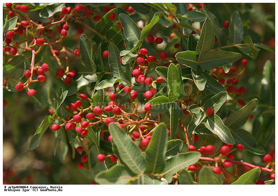 �����, ����������� ������, ������������, ��������, �����, ������ ��������, �����, ���������� ��������, ������������ ��������, ������������ ��������, ������, �����, XYZ, ������������, ���������, Anacardiaceae, �������� �����������, ����� ��������, ������� ������, ����������� ������, ������ ������, �������� �������������, Pistacia atlantica mutica, Pistacia mutica, ���������