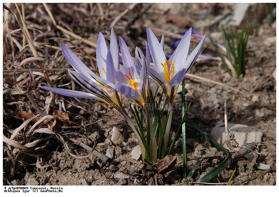 ������������� ����, ������, ������, ����������� ������, �������