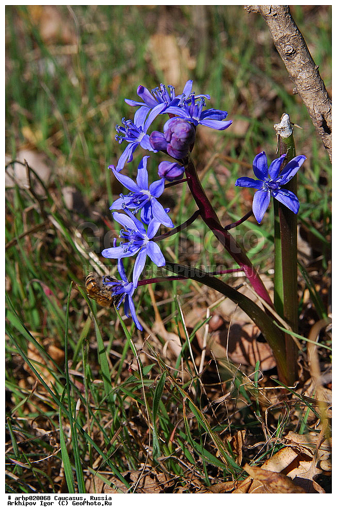 ������������� ����, ������, ������, ����������� ������, �������, ��� ��������� ����������� ���������� �������� ��������� ���������