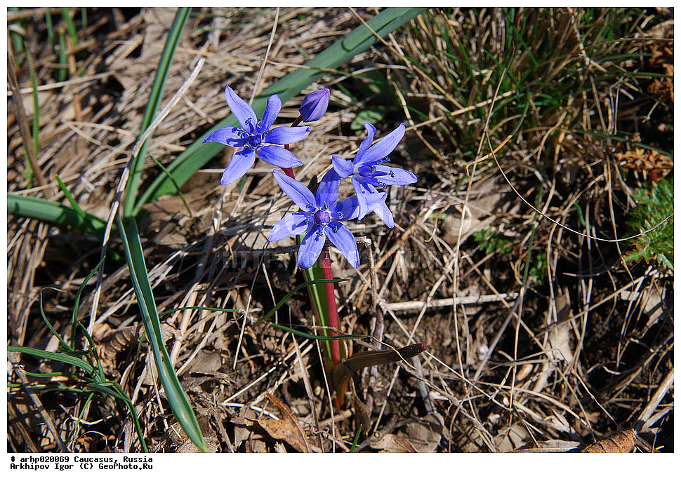 ������������� ����, ������, ������, ����������� ������, �������, ��� ��������� ����������� ���������� �������� ��������� ���������