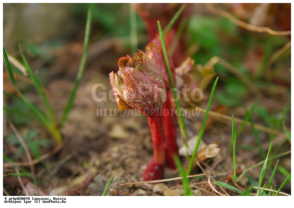 ������������� ����, ������, ������, ����������� ������, �������,���� ���������� Paeonia caucasica Schipcz). Schipcz.
������ ���������� ���.
����������� ����������� �������� � ������������ ����������� �� ������. , ������ ��������, �����, ���������� ��������, ������������ ��������, ������������ ��������, ������, �����, XYZ, ��������, Paeoniaceae, ���� ����������, ���� ���������, Paeonia caucasica, Paeonia kavachensis