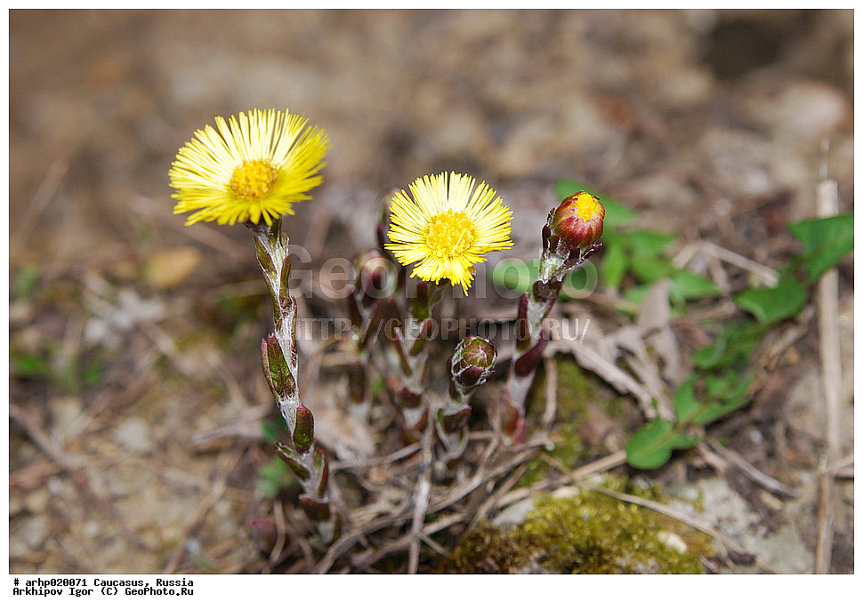 ������������� ����, ������, ������, ����������� ������, �������, ������ ��������, �����, ���������� ��������, ������������ ��������, ������������ ��������, ������, �����, XYZ, ��������, �������������, Asteraceae, Compositae, ����-�-������ ������������, Tussilago farfara