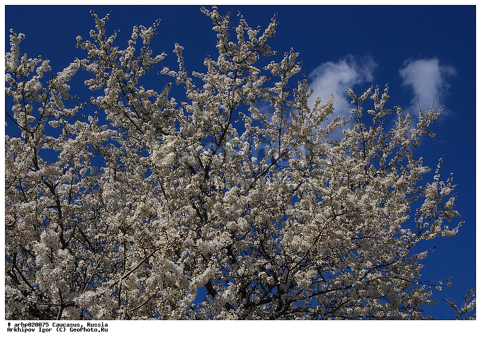 ������������� ����, ������, ������, ����������� ������, �������