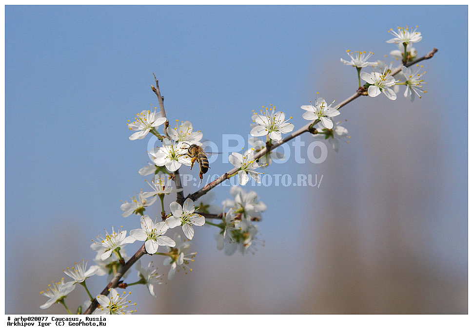 ������������� ����, ������, ������, ����������� ������, �������