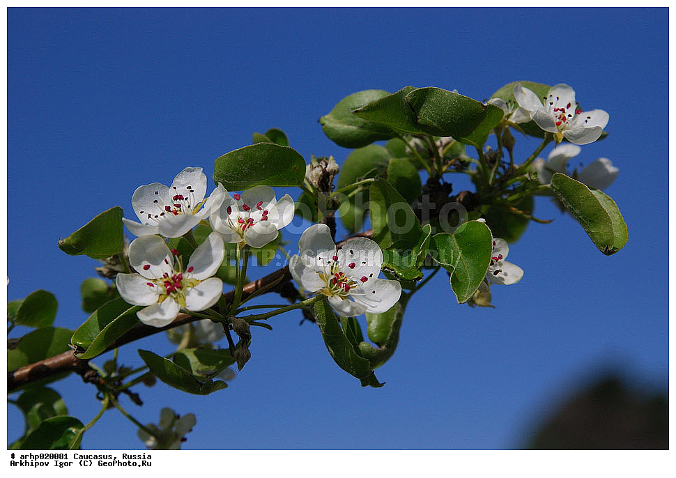 ������������� ����, ������, ������, ����������� ������, �������,���́�� (���. Pýrus) � ��� �������� � ������������ �������� � ����������� ��������� ������� (Rosaceae).