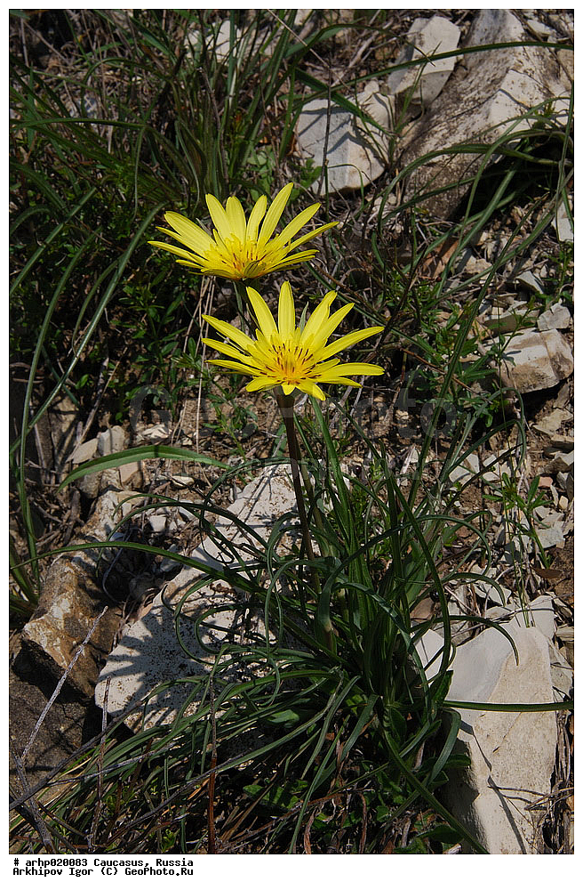 ������������� ����, ������, ������, ����������� ������, �������, Asteraceae, Compositae, Tragopogon colchicus, XYZ, ��������, ������������� ����������, �������������, �����, ������ ��������, ������, ���������, ����, ������������ ��������, ������������ ��������, ������, �������, �������, ������, ����, ��������, �������, ���������, �������������, ������, ���������� ��������, �����������, �����, ������, �����, �������������
