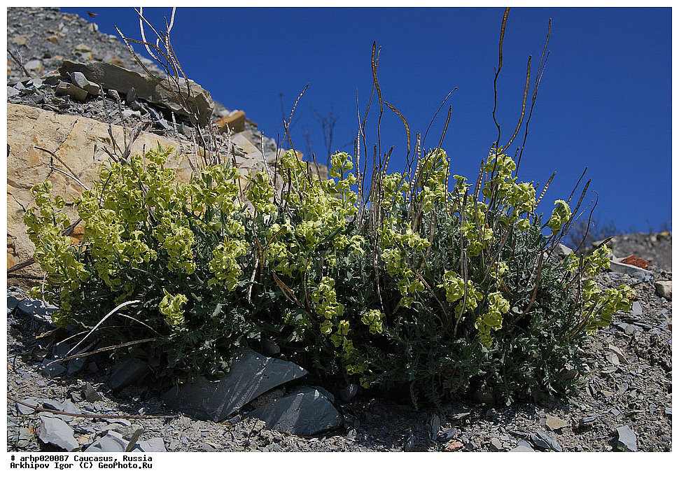 ������������� ����, ������, ������, ����������� ������, �������,������, ��������, ������, ����������, �����������, ���, �����������, ���������������, ��������, ����, ���������������, ������������, ������������, ����������, ������������, �����������, ��������, ������, ������, �����, �����������, �����, �������, ���������, �����,��������� ��������� (�������������) � BRASSICACEAE (CRUCIFERAE) , ������ ��������, �����, ���������� ��������, ������������ ��������, ������������ ��������, ������, �����, XYZ, ���������, ����������, �������������, Brassicaceae, Cruciferae, ������ ��������, ������ ������������, ������ ��������, Matthiola odoratissima, Cheiranthus odoratissimus, Matthiola odoratissima ssp. taurica, Matthiola taurica