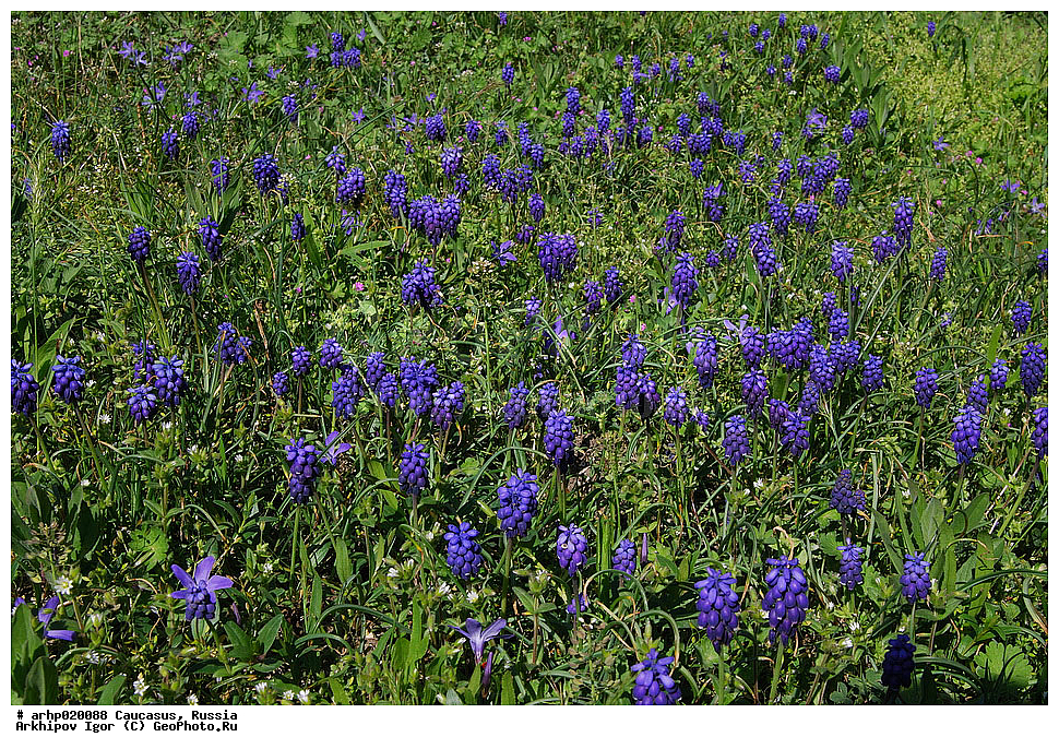 ������������� ����, ������, ������, ����������� ������, �������