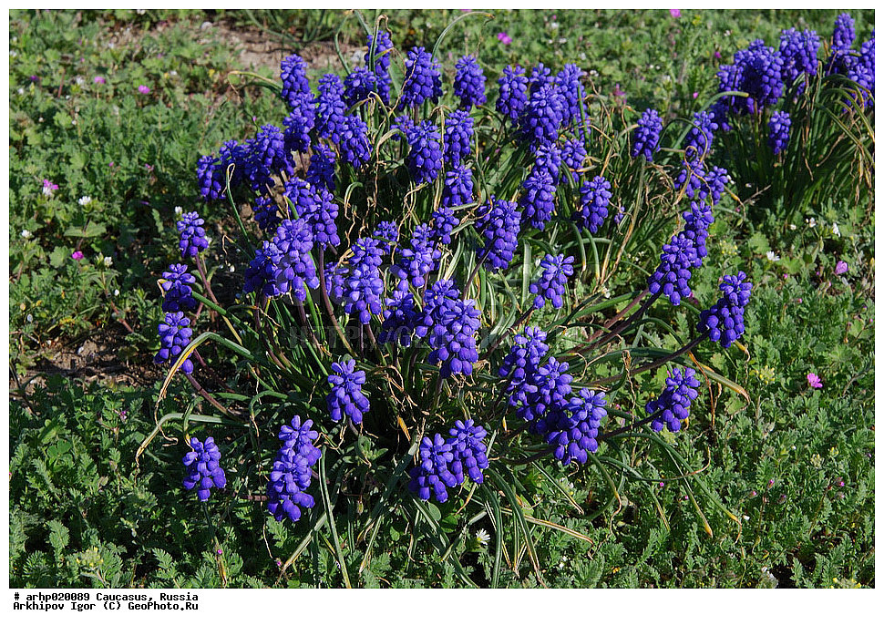 Asparagaceae, Asparagaceae, Hyacinthaaceae, Hyacinthaaceae, Muscari coeruleum, Muscari coeruleum, Pseudimuscari coeruleum, Pseudimuscari coeruleum, Pseudomuscari coeruleum, Pseudomuscari coeruleum, XYZ, XYZ, ������� ��� �������, ������� ��� �������, �����������, �����������, ������������ �������, ������������ �������, ����������� ������, ������� �������, ������� �������, ������� ������� �������, ������� ������� �������, ������������, ������������� ������� ������� ������� �����, ������������� ������� ������� ������� �����, ���������, ���������, ������ ��������, ������ ��������, ������������ ��������, ������������ ��������, ������������ ��������, ������������ ��������, ��������, ���������� ��������, ���������� ��������, �����, �����, ������, ������, �����, �����, �����, �����, Hyacinthaceae