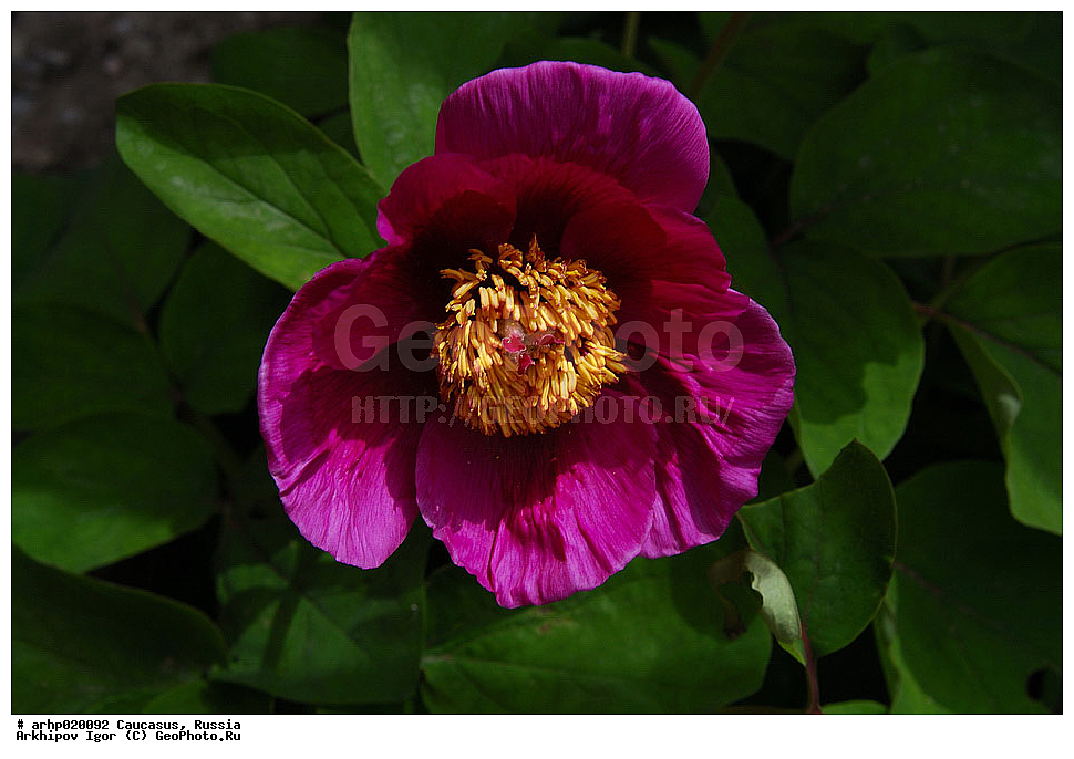 ������������� ����, ������, ������, ����������� ������, �������,���� ���������� Paeonia caucasica Schipcz). Schipcz.
������ ���������� ���.
����������� ����������� �������� � ������������ ����������� �� ������. , ������ ��������, �����, ���������� ��������, ������������ ��������, ������������ ��������, ������, �����, XYZ, ��������, Paeoniaceae, ���� ����������, ���� ���������, Paeonia caucasica, Paeonia kavachensis