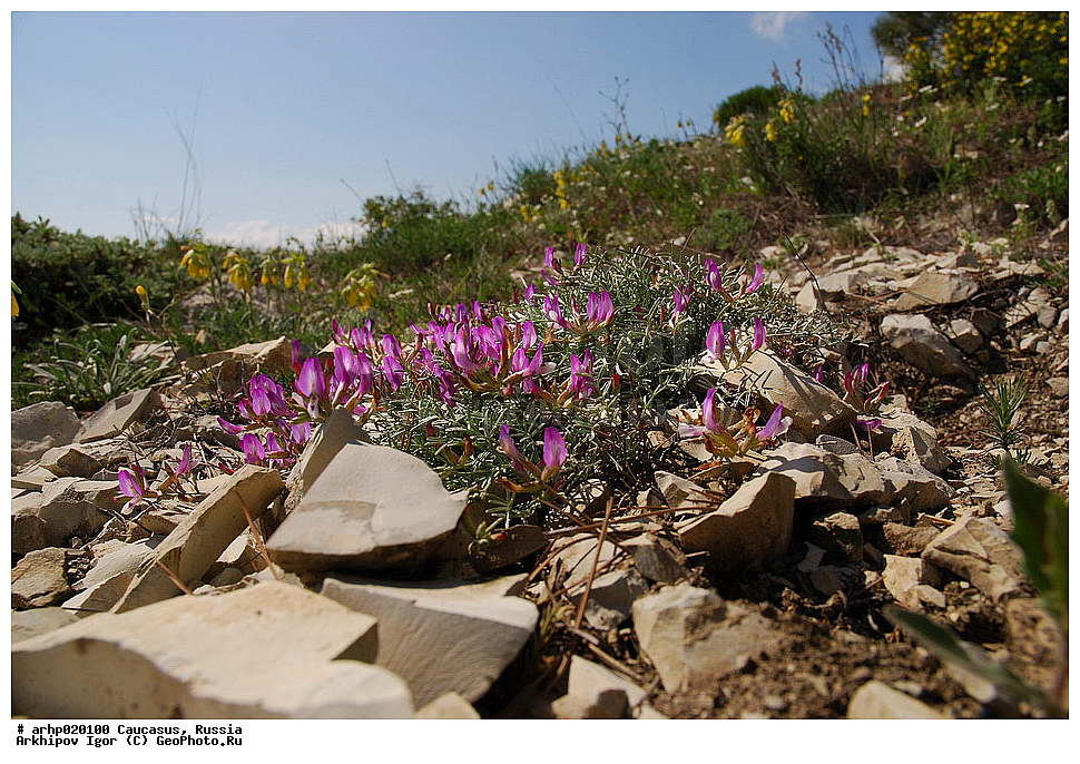 ������������� ����, ������, ������, ����������� ������, �������,�������� ���������� (Astragalus subuliformis) - ����������� ������� 15-22 ��. ������ �� 4-7 ��� �������� ���������. ������ ����������, ����� ����� �����, � ������ ������. ���� ���������-��������, ����� ����� �������. ������ �� ������, ������� � ������������� ������� 