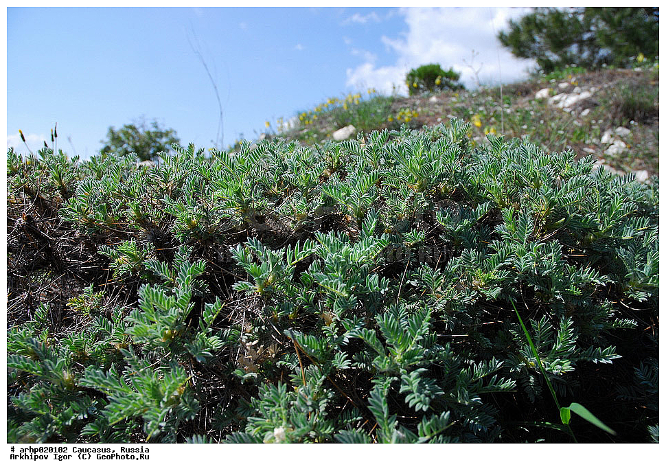 �����, ����������� ������, ������������, ��������, �����,��������, ����������, �������, ��������, ��������, ����������, �������, ������, ���������, �������, �������, �����, ��������, �������, �����, ������, astragalus, arnacantha, fabaceae,, ������ ��������, �����, ���������� ��������, ������������ ��������, ������������ ��������, ������, �����, XYZ, �������, �����������, Fabaceae, Fabaceae, Leguminosae, Papilionaceae, ���������� ����������, �������� ����������, ��������� ����������, Astracantha arnacantha