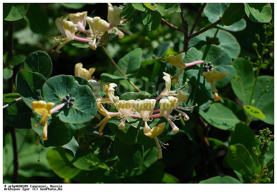 ������������� ����, ������, ������, ����������� ������, �������,��́������� ����́����� ��� ��������� �����́����� (���. Lonicera etrusca) � ��������������� �������� ���������, ��� ���� ��������� (Lonicera) ��������� ����������� (Caprifoliaceae).