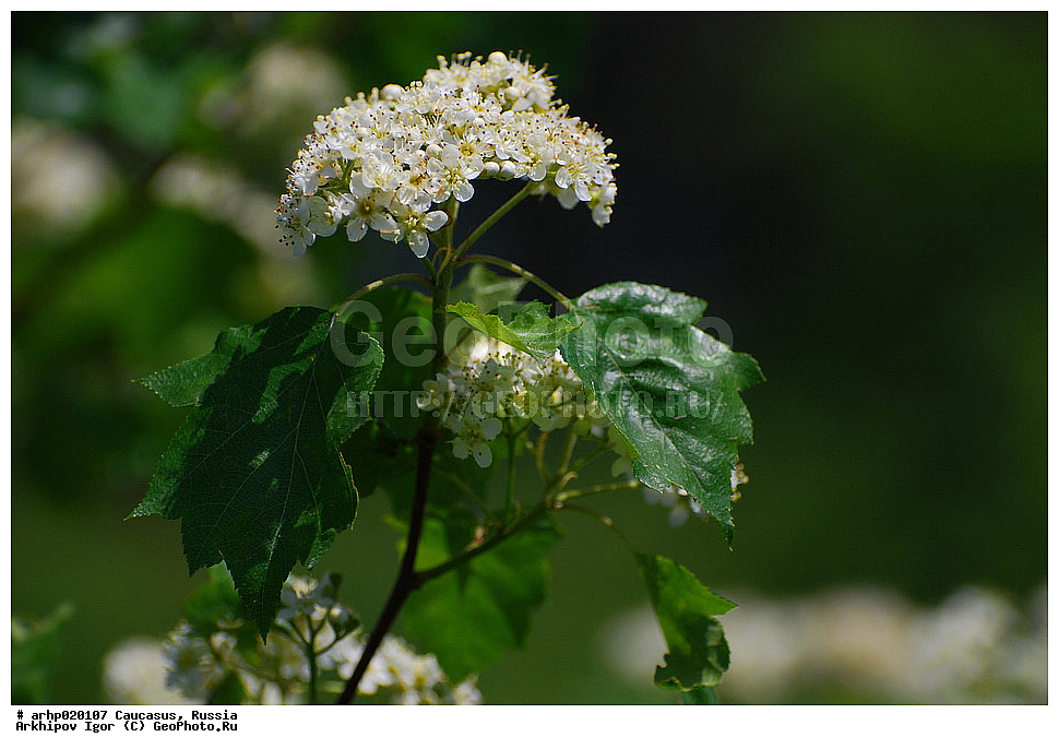 ������������� ����, ������, ������, ����������� ������, �������