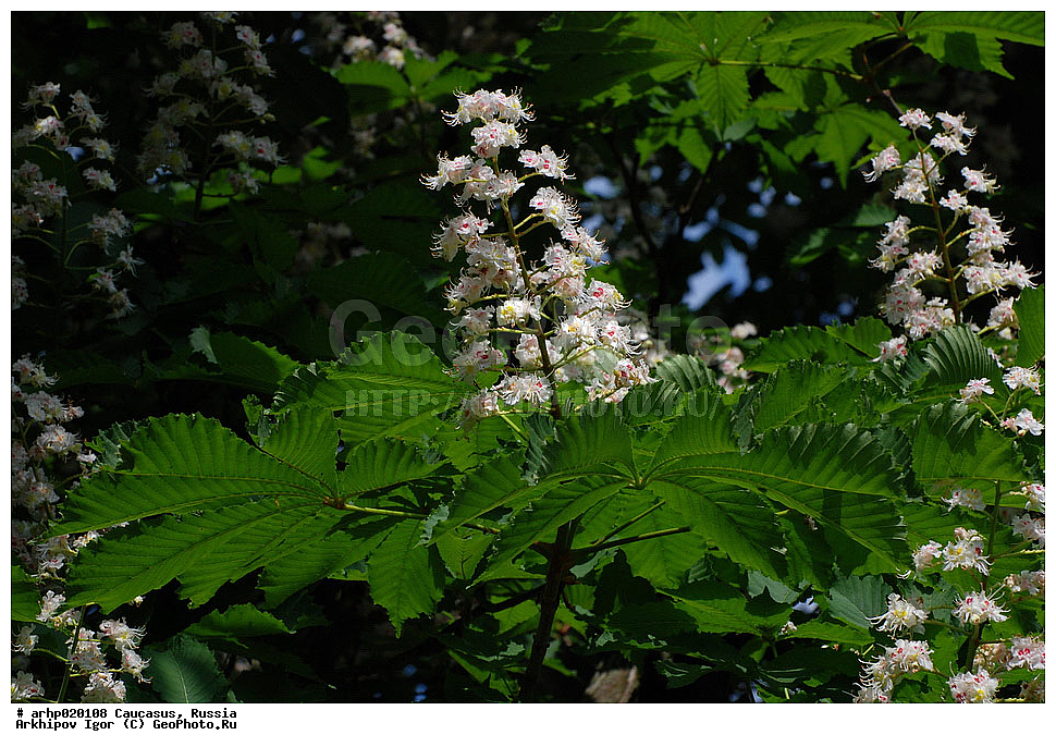 ������������� ����, ������, ������, ����������� ������, �������, ������ ��������, �����, ���������� ��������, ������������ ��������, ������������ ��������, ������, �����, XYZ, ����������������, Hippocastanoideae, ������� ������ ������������, Aesculus hippocastanum