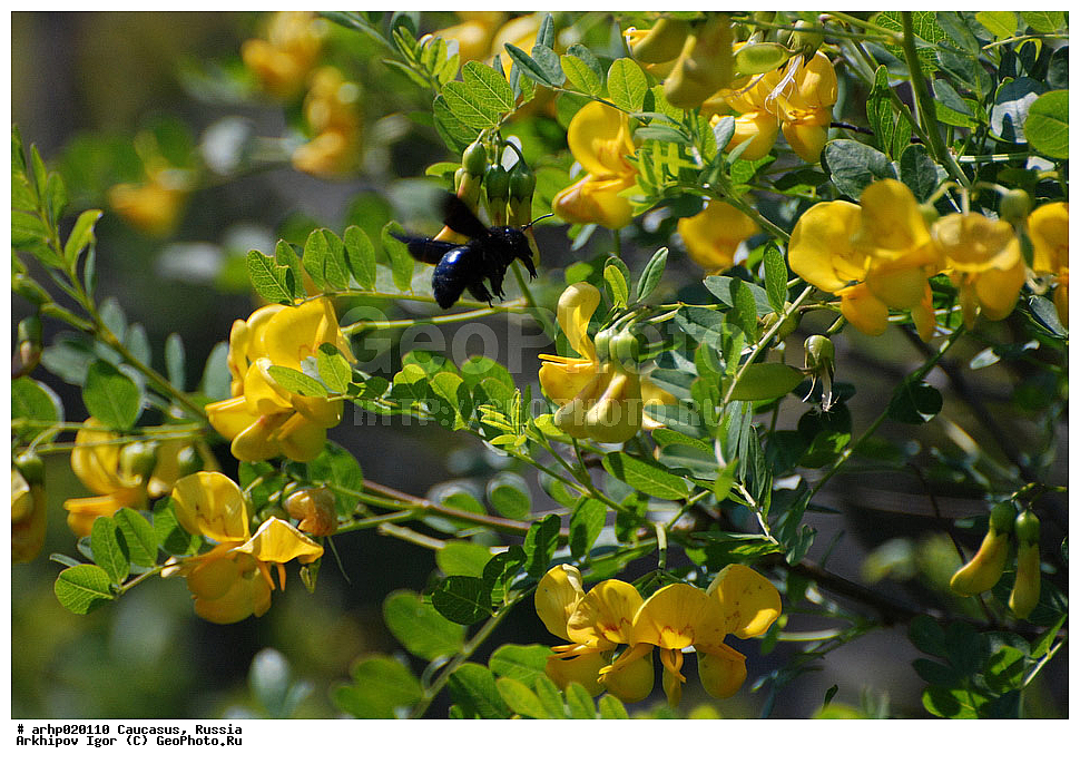 ������������� ����, ������, ������, ����������� ������, �������