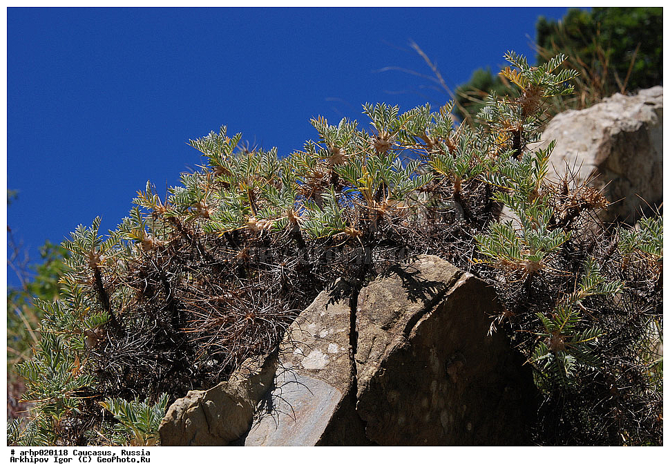 �����, ����������� ������, ������������, ��������, �����,��������, ����������, �������, ��������, ��������, ����������, �������, ������, ���������, �������, �������, �����, ��������, �������, �����, ������, astragalus, arnacantha, fabaceae,, ������ ��������, �����, ���������� ��������, ������������ ��������, ������������ ��������, ������, �����, XYZ, �������, �����������, Fabaceae, Fabaceae, Leguminosae, Papilionaceae, ���������� ����������, �������� ����������, ��������� ����������, Astracantha arnacantha