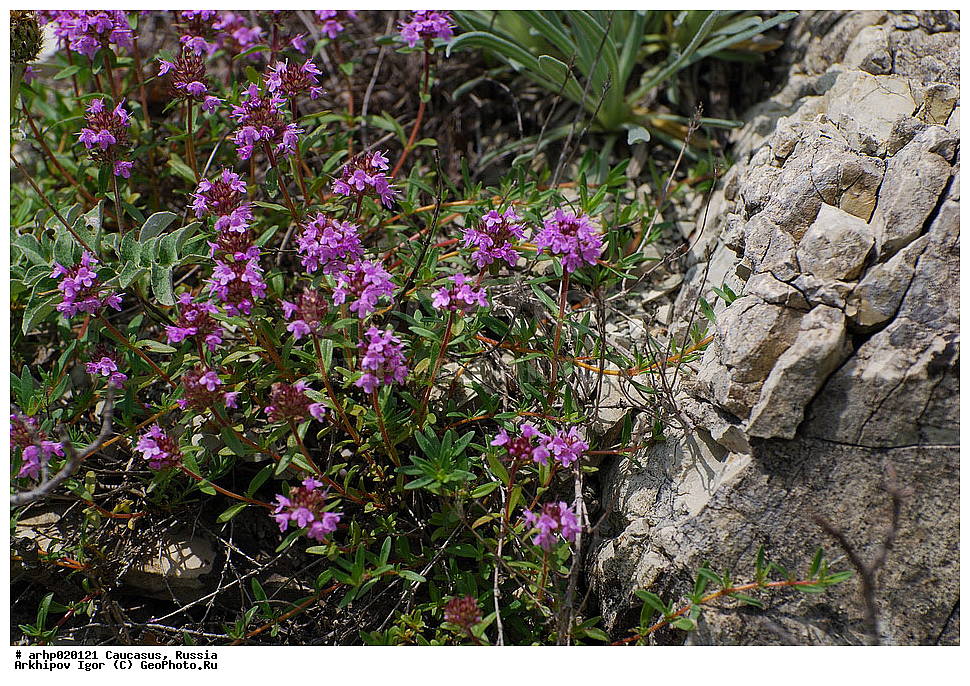 ������������� ����, ������, ������, ����������� ������, �������, Labiatae, Lamiaceae, Thymus markhotensis, XYZ, �����������, ������ �����������, ������ ����������� (���. Thymus markhotensis) � ��� ����������� ��������������� �� ���� ������ ��������� ����������, ������ �����������, ����������, �������������, ���������� ������ ������� �� �������� � �� ���������, �����������, ������������, ������� ����� ��������, ��������, ����������, ����������; ������ ��������-�������, ������ ��������, ����, ����� ������� �� ��������� �������� ������������� ���������. ������ ������������-�������������, ������������ ��������, ������������ ��������, ������ 10 � 20 �� � ������� �� 5 ��, ���������, ������, �����, ��������, ���������, �������� �� ��������, ���� �����������������, ����, �����������, �����, ���, ��������, �����������, �������� ������ ����������, ��������� ������������. ������ � �������� ������������-����������, ���������������, ���������, ��������, ��������, �������, � ����������� ������������ ��������; ������� �� 4 �� �����, ������ ���������. ����� � ���, ������ ��������������, ����� � ������ ������� �������� ���������, ����������, ����������, ���������� ��������, ���������, �������� ������������� ���������� ��������, ������ ����������, �������, ������, �����, ������, �������� ������ �������� � ������ ��������, �����, ���������, ������, �����, ���, ������, �����, ������, ��������, ��������������, ����������� ���������������. ������ �� 20 ��, ������