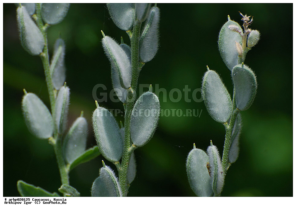 ������������� ����, ������, ������, ����������� ������, �������,�����,������� ��������������, ����������� ������, ������������, ��������, �����,������ ��������, ����������� ����������� ���������,����������� ����������� �������� ,������ ������� � ��� � ����,�����,������,������,����,��������� ��������� (�������������) � BRASSICACEAE (CRUCIFERAE), ������ ��������, �����, ���������� ��������, ������������ ��������, ������������ ��������, ������, �����, XYZ, ���������, ����������, �������������, Brassicaceae, Cruciferae, ������� ��������������, Fibigia eriocarpa