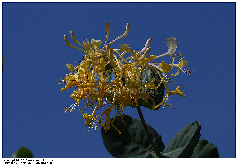 ������������� ����, ������, ������, ����������� ������, �������,��́������� ����́����� ��� ��������� �����́����� (���. Lonicera etrusca) � ��������������� �������� ���������, ��� ���� ��������� (Lonicera) ��������� ����������� (Caprifoliaceae).