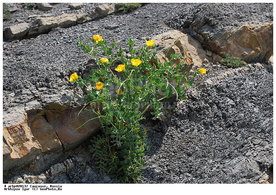 ������������� ����, ������, ������, ����������� ������, �������,����́���� �����, ��� ����́� ����� (���. Glaúcium flávum) � ��������� ����������� ��������, ��� ���� �������� (Glaucium) ��������� ������� (Papaveraceae). � ������� ����� ���� ���������� ������� ��������� ������,, ������ ��������, �����, ���������� ��������, ������������ ��������, ������������ ��������, ������, �����, XYZ, �������, Papaveraceae, ����� �����, �������� �����, ����� ������, �������� ������, Glaucium flavum