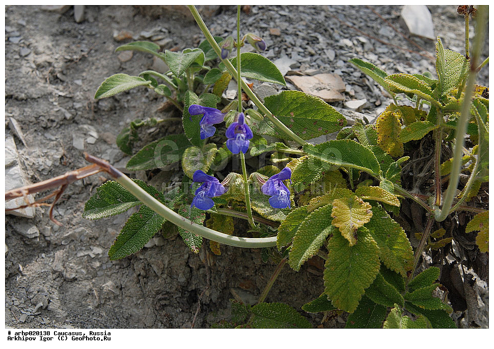 ������������� ����, ������, ������, ����������� ������, �������