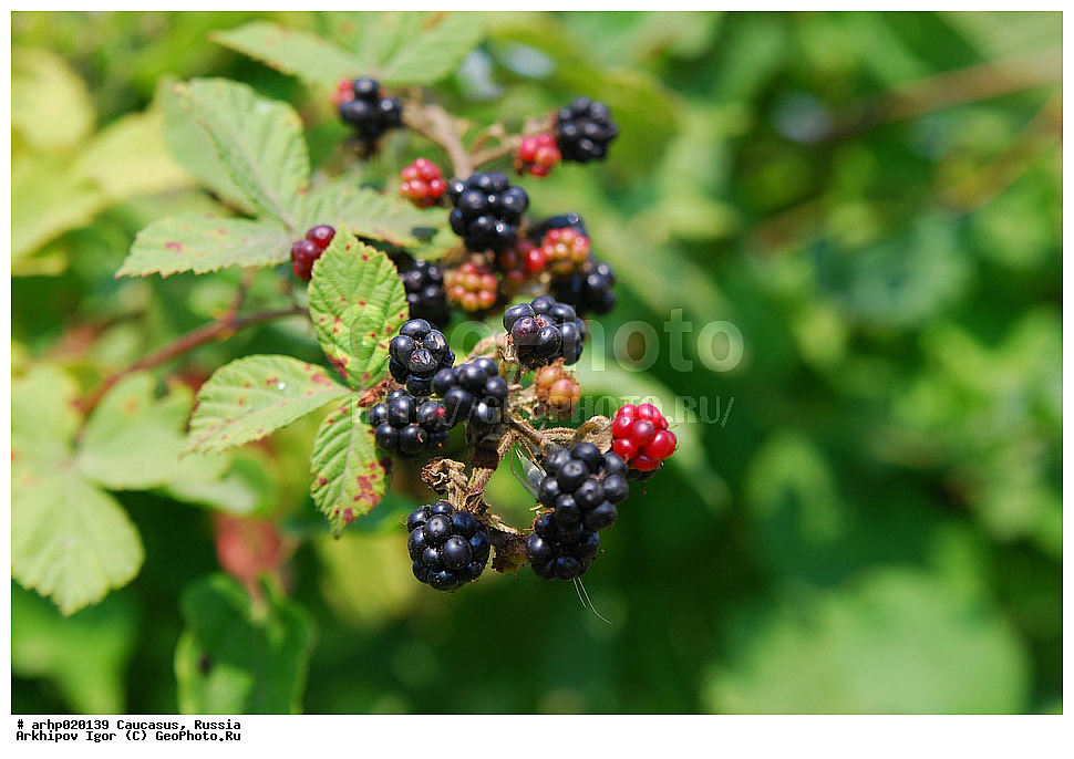 ������������� ����, ������, ������, ����������� ������, �������,�����́�� � ������ ���� ����� (Rubus) ��������� ������� (Rosaceae),������� ����� (Rubus caesius)