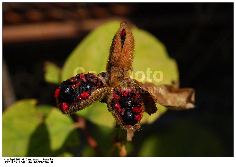 ������������� ����, ������, ������, ����������� ������, �������,���� ���������� Paeonia caucasica Schipcz). Schipcz.
������ ���������� ���.
����������� ����������� �������� � ������������ ����������� �� ������. , ������ ��������, �����, ���������� ��������, ������������ ��������, ������������ ��������, ������, �����, XYZ, ��������, Paeoniaceae, ���� ����������, ���� ���������,�����, Paeonia caucasica, Paeonia kavachensis