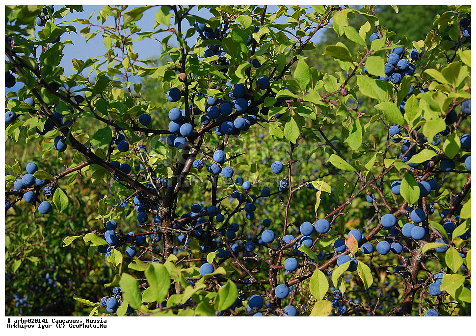 ������������� ����, ������, ������, ����������� ������, �������,Ҹ��, ��� �����́����, ��� ���́�� ����́��� (���. Prúnus spinósa) � ��������� ������� ���������; ��� ���� ����� (Prunus) ������������ �������� (Prunoideae) ��������� ������� (Rosaceae). 