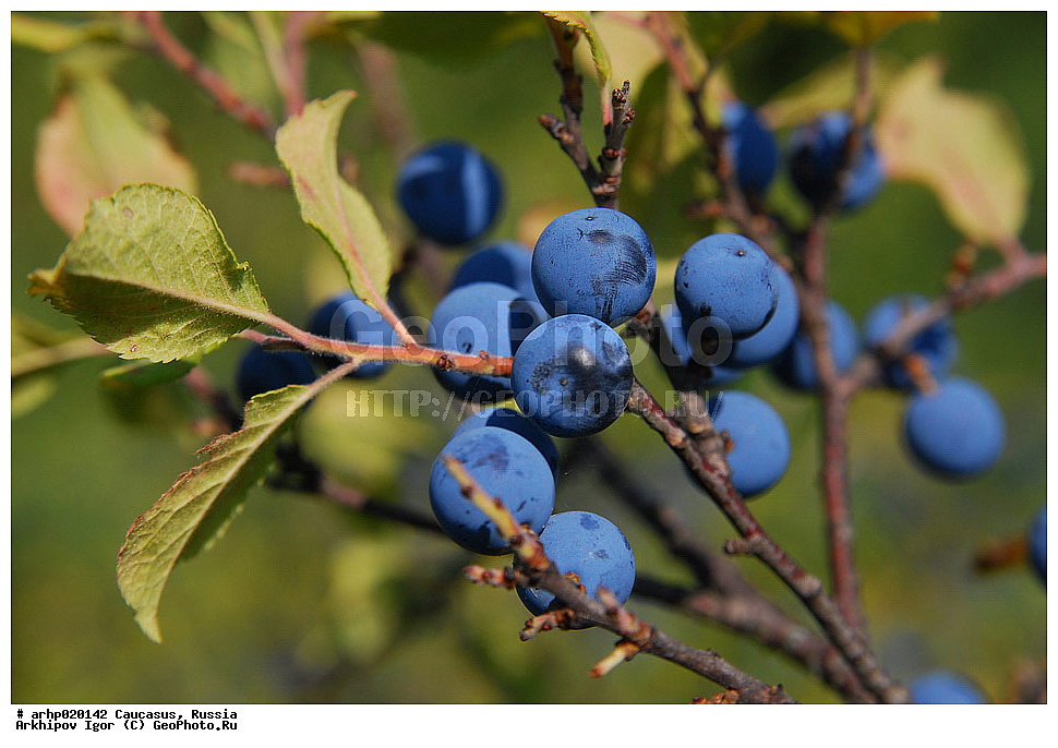 ������������� ����, ������, ������, ����������� ������, �������, ������ ��������, �����, ���������� ��������, ������������ ��������, ������������ ��������, ����, �����, �����, �����, XYZ, [, ������������, �������, �����������, Rosaceae, ��������, Prunoideae, ����� �������, Ҹ��, ����, ���������, Ҹ�� ������������, ���� ������������, Prunus spinosa 