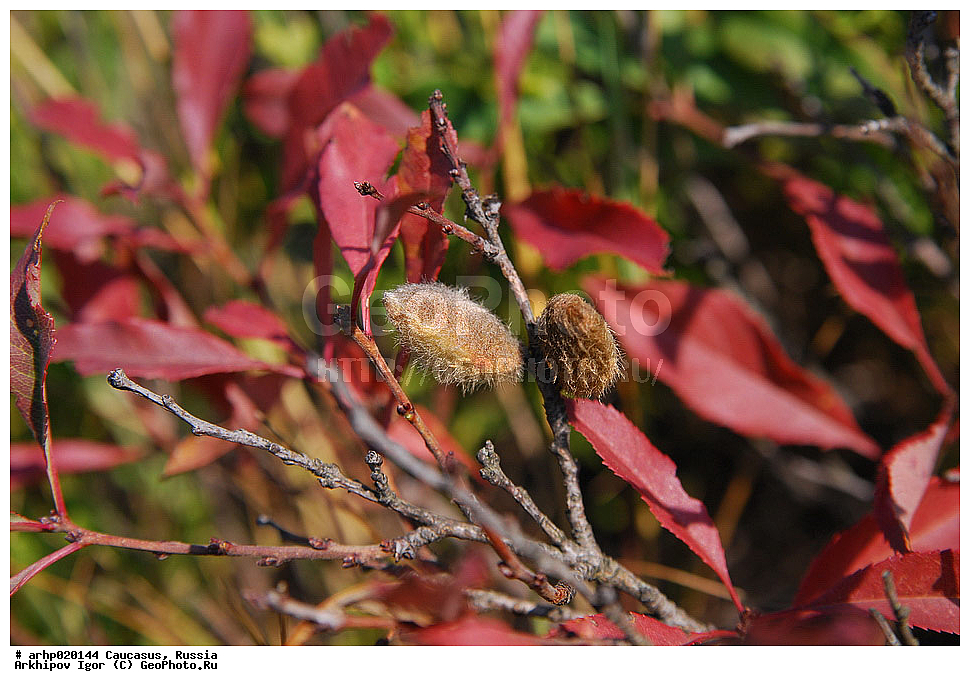 ������������� ����, ������, ������, ����������� ������, �������, ������� ������ (��������)
��������� ������ŗ ROSACEAE
������� ������ (��������) Amygdalus nana L.
������ ���.
��������� ��������� � �������������� ������������� ������� � ������������� ������������ ���������. ���������� ������ ����� ��������� ��� ����������-���������� �������, � ����������� � ����������-�����,, ������ ��������, �����, ���������� ��������, ������������ ��������, ������������ ��������, ������, �����, XYZ, ������������, �������, �����������, Rosaceae, ������� ������, ������� ����������, ��������, ������� �������, Amygdalus nana, Prunus nana, Prunus tenella